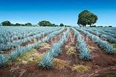 Agave Image