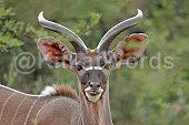 Antelope Image