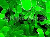 Bacillus Image