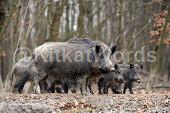 Boar Image