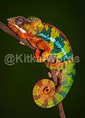 Chameleon Image