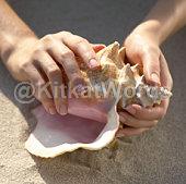 Conch Image