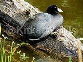 Coot Image