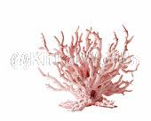 Coral Image