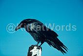 Crow Image