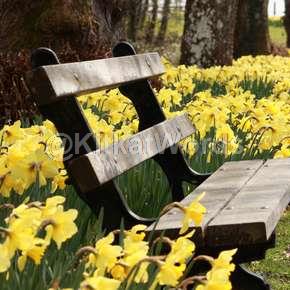 Daffodil Image