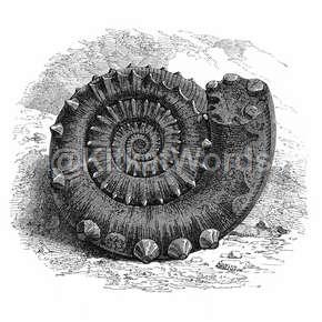 Fossil Image