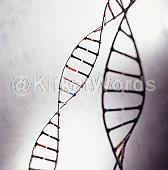 Gene Image
