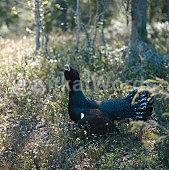 Grouse Image