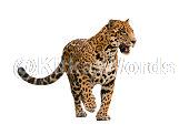 Jaguar Image