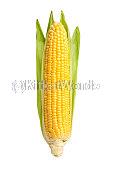 Maize Image