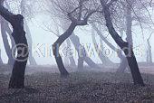 Mist Image