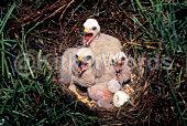 Nest Image