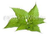 Nettle Image