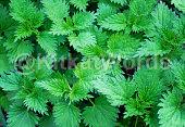 Nettle Image