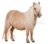 Pony Image