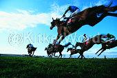 Racehorse Image