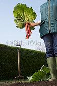 Rhubarb Image