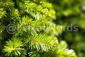 Spruce Image