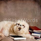 Studious Image