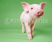 Swine Image