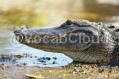 alligator Image