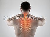 backbone Image