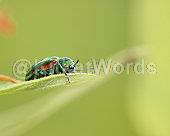 beetle Image