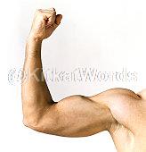 biceps Image