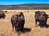 buffalo Image