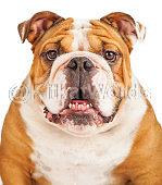 bulldog Image