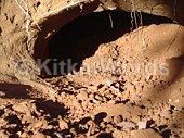 burrow Image