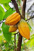 cacao Image