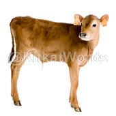 calf Image