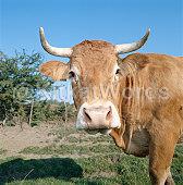 cattle Image