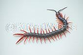 centipede Image