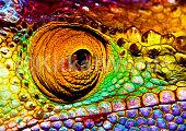 chameleon Image