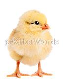chick Image