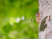cicada Image