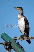 cormorant Image