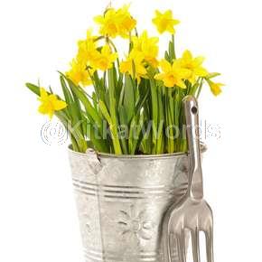 daffodil Image