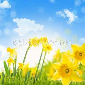 daffodil Image