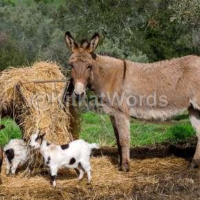 donkey Image