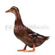 duck Image