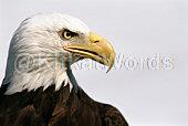 eagle Image