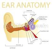 eardrum Image