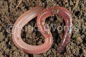earthworm Image