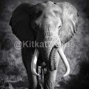elephant Image