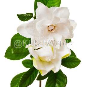 gardenia Image