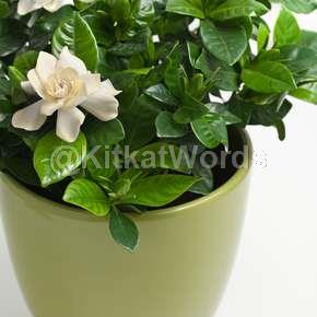 gardenia Image